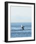 Breaching Orca at Boundary Pass, border between British Columbia Gulf Islands Canada and San Juan I-Stuart Westmorland-Framed Photographic Print