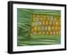 Bread and Butter-Barbara Keith-Framed Giclee Print