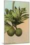 Bread Fruit, Hawaii-null-Mounted Art Print