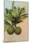 Bread Fruit, Hawaii-null-Mounted Art Print