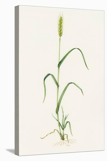 Bread Wheat (Triticum Aestivum)-Lizzie Harper-Stretched Canvas