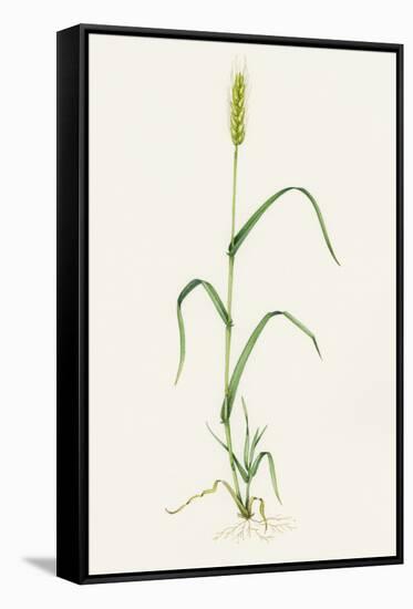 Bread Wheat (Triticum Aestivum)-Lizzie Harper-Framed Stretched Canvas
