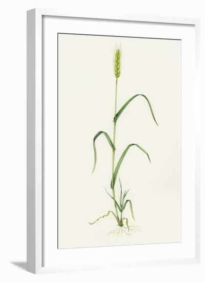 Bread Wheat (Triticum Aestivum)-Lizzie Harper-Framed Premium Photographic Print