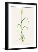 Bread Wheat (Triticum Aestivum)-Lizzie Harper-Framed Photographic Print