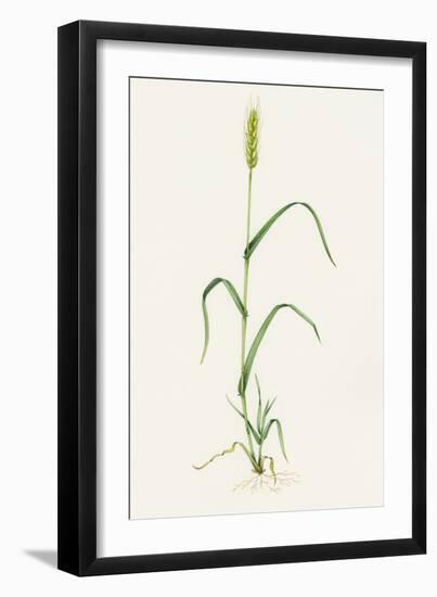 Bread Wheat (Triticum Aestivum)-Lizzie Harper-Framed Photographic Print