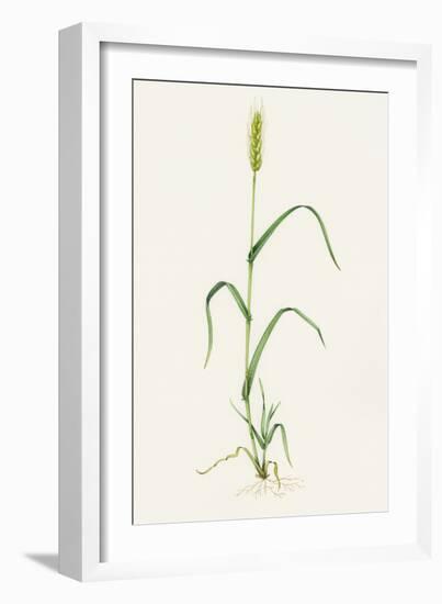 Bread Wheat (Triticum Aestivum)-Lizzie Harper-Framed Photographic Print
