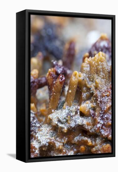 Breadcrumb Sponge-null-Framed Stretched Canvas