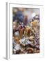 Breadcrumb Sponge-null-Framed Photographic Print