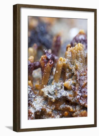 Breadcrumb Sponge-null-Framed Photographic Print