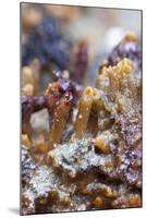 Breadcrumb Sponge-null-Mounted Photographic Print