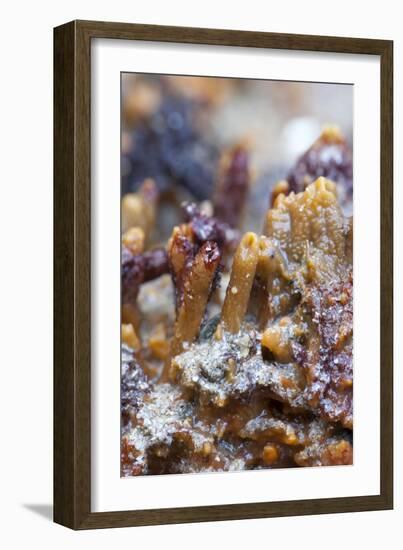 Breadcrumb Sponge-null-Framed Photographic Print