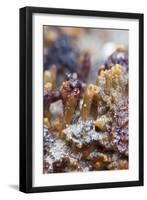 Breadcrumb Sponge-null-Framed Photographic Print