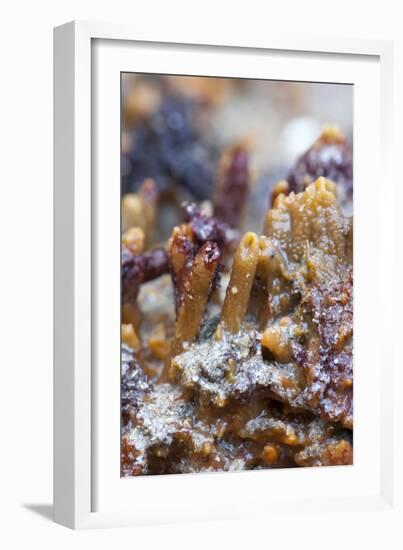 Breadcrumb Sponge-null-Framed Photographic Print