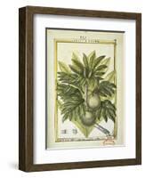 Breadfruit (Artocarpus Altilis), Watercolour by Delahaye, 1789-null-Framed Giclee Print