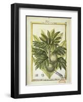 Breadfruit (Artocarpus Altilis), Watercolour by Delahaye, 1789-null-Framed Giclee Print