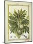 Breadfruit (Artocarpus Altilis), Watercolour by Delahaye, 1789-null-Mounted Giclee Print