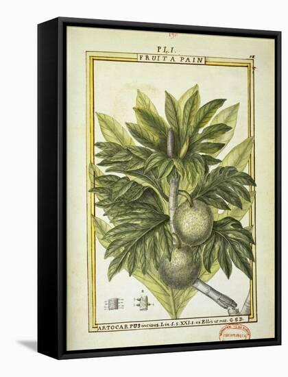Breadfruit (Artocarpus Altilis), Watercolour by Delahaye, 1789-null-Framed Stretched Canvas
