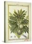 Breadfruit (Artocarpus Altilis), Watercolour by Delahaye, 1789-null-Stretched Canvas