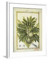 Breadfruit (Artocarpus Altilis), Watercolour by Delahaye, 1789-null-Framed Giclee Print