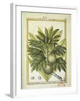 Breadfruit (Artocarpus Altilis), Watercolour by Delahaye, 1789-null-Framed Giclee Print