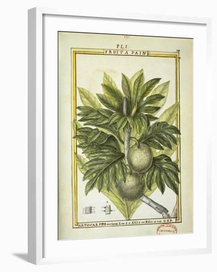 Breadfruit (Artocarpus Altilis), Watercolour by Delahaye, 1789-null-Framed Giclee Print