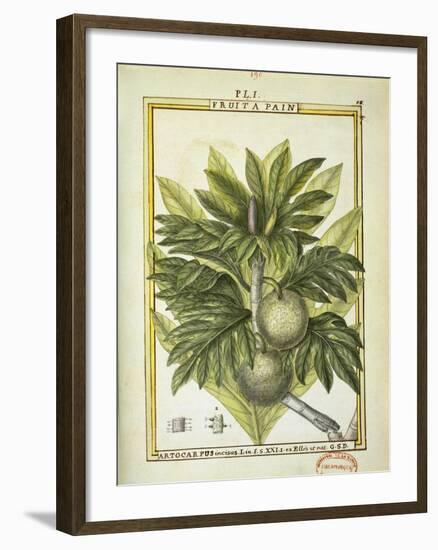 Breadfruit (Artocarpus Altilis), Watercolour by Delahaye, 1789-null-Framed Giclee Print