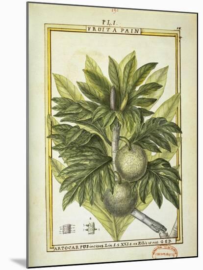 Breadfruit (Artocarpus Altilis), Watercolour by Delahaye, 1789-null-Mounted Giclee Print