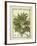 Breadfruit (Artocarpus Altilis), Watercolour by Delahaye, 1789-null-Framed Giclee Print