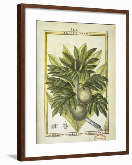 Breadfruit (Artocarpus Altilis), Watercolour by Delahaye, 1789-null-Framed Giclee Print