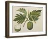 Breadfruit Flower, Foliage, and Fruit, C.1820-null-Framed Giclee Print