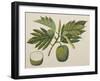 Breadfruit Flower, Foliage, and Fruit, C.1820-null-Framed Giclee Print