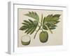 Breadfruit Flower, Foliage, and Fruit, C.1820-null-Framed Giclee Print