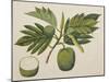 Breadfruit Flower, Foliage, and Fruit, C.1820-null-Mounted Giclee Print