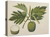 Breadfruit Flower, Foliage, and Fruit, C.1820-null-Stretched Canvas