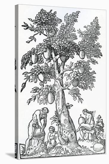 Breadfruit Harvest from 'Singularities of France Antarctique', by Andre De Thevet, 1558-null-Stretched Canvas