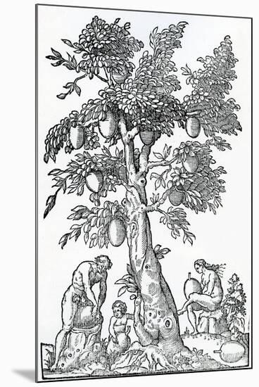 Breadfruit Harvest from 'Singularities of France Antarctique', by Andre De Thevet, 1558-null-Mounted Giclee Print