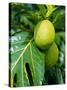 Breadfruit, Taipivai Bay, Nuku Hiva Island, Marquesas Islands Archipelago, French Polynesia-J P De Manne-Stretched Canvas