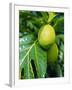 Breadfruit, Taipivai Bay, Nuku Hiva Island, Marquesas Islands Archipelago, French Polynesia-J P De Manne-Framed Photographic Print