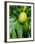 Breadfruit, Taipivai Bay, Nuku Hiva Island, Marquesas Islands Archipelago, French Polynesia-J P De Manne-Framed Photographic Print