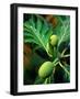 Breadfruit tree on Jamaica-Rainer Hackenberg-Framed Photographic Print