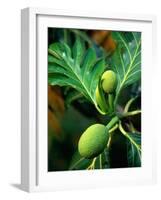 Breadfruit tree on Jamaica-Rainer Hackenberg-Framed Photographic Print