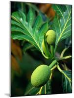 Breadfruit tree on Jamaica-Rainer Hackenberg-Mounted Photographic Print