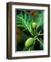 Breadfruit tree on Jamaica-Rainer Hackenberg-Framed Photographic Print