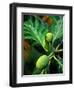 Breadfruit tree on Jamaica-Rainer Hackenberg-Framed Photographic Print