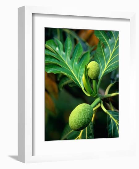 Breadfruit tree on Jamaica-Rainer Hackenberg-Framed Photographic Print