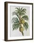 Breadfuit (Artocarpus Incisu), 1823-null-Framed Giclee Print