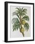 Breadfuit (Artocarpus Incisu), 1823-null-Framed Giclee Print