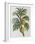 Breadfuit (Artocarpus Incisu), 1823-null-Framed Giclee Print