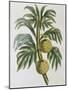 Breadfuit (Artocarpus Incisu), 1823-null-Mounted Giclee Print