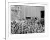 Breaker Boys, Woodward Coal Breakers, Kingston, Pa.-null-Framed Photo